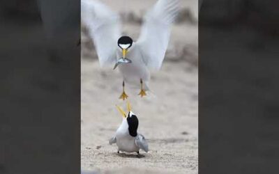 The circle of life ﻿🤍 Watch as this male California least tern starts his family #Shorts #Animals