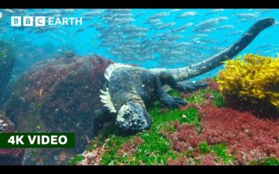 Rare Look at How Marine Iguanas Feed Underwater | 4K UHD | BBC Earth