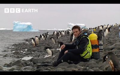 Diving With Penguins In Antarctica | Deep Into The Wild | BBC Earth