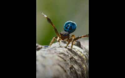 Peacock spiders are great at shaking their booties! #ARealBugsLife