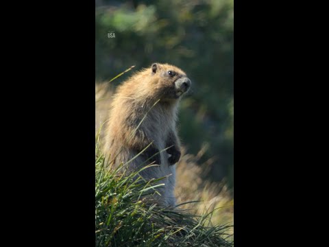 While groundhogs watch for shadows, their Olympic marmot cousins watch for intruders!