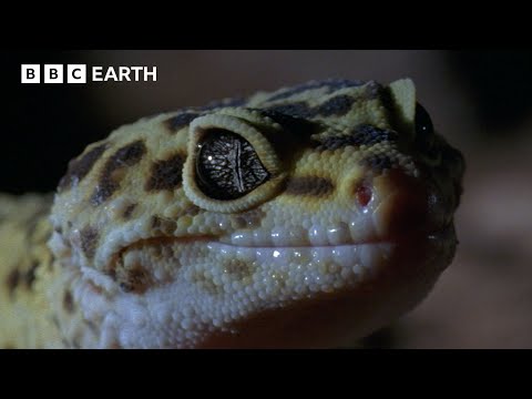 The Reptile Whose Sex is Determined by Temperature | Life In Cold Blood | BBC Earth