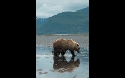 King Tide vs. Mama Bear 🐻 #NationalParksUSA