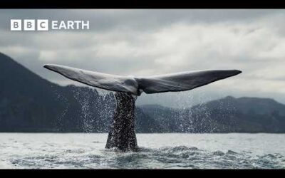 Top 5 Whale Scenes | BBC Earth