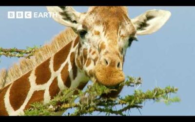 Soothing Animal ASMR on Kenyan Savannah | Animal ASMR | BBC Earth