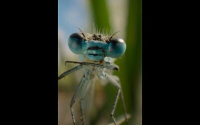 You’ll never see a bug-filled pond without thinking of romance again 💖#ARealBugsLife