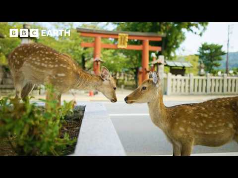 City Where People Live Alongside Deer | Asia | BBC Earth