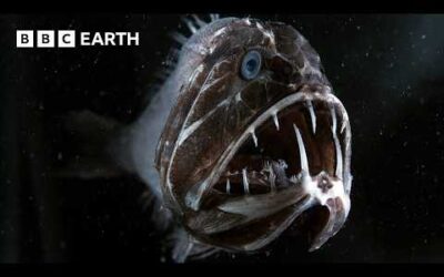 Discovering the Strange and Unusual Creatures of the Deep Ocean | BBC Earth