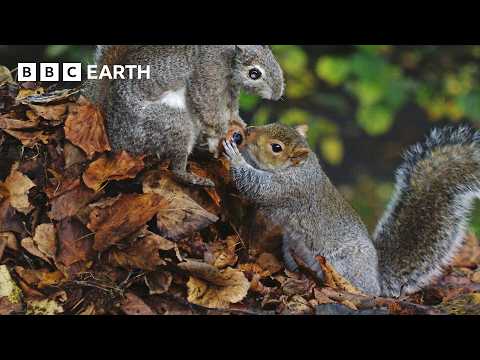 Sneaky Squirrels Steal Acorns | Spy in the Wild | 4K UHD | BBC Earth