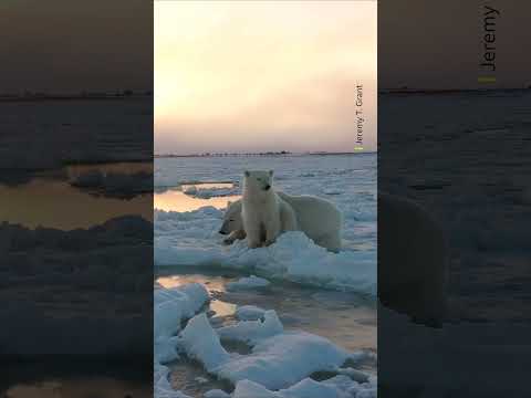 Frozen bonds 🐻‍❄️ ❄️ #PolarBears #Wildlife #Shorts #AnimalFacts