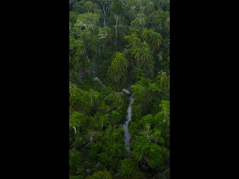 These trails lead elephants to all the food and salt sources that they need. #SecretsOfTheElephants