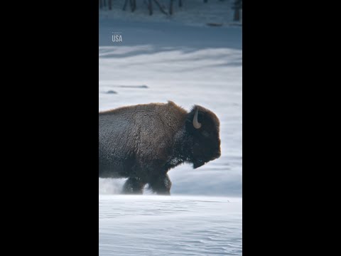 Surviving the winter calls for some creative self-care—bison style 🦬 #NationalParksUSA