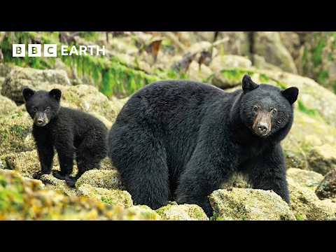 Inside The World of Bears | BBC Earth