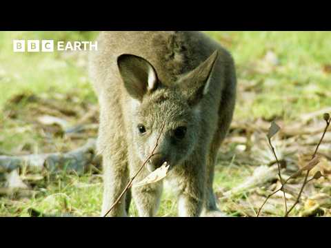 Spend Time With Kangaroos And Their Babies | Animal ASMR | BBC Earth