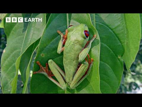 Wasp Attack! Tree Frog Tadpoles Make a Daring Escape | BBC Earth