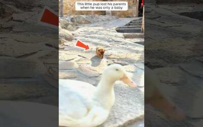 A mother duck took in a lonely stray puppy