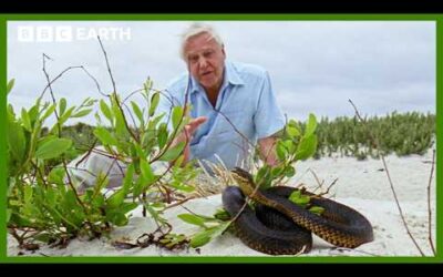 Blind But Deadly: How Tiger Snakes Hunt Without Sight | BBC Earth