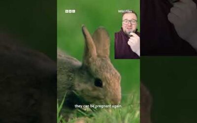 From 24 to 200 million – this is how rabbits took over Australia 🐰 #Rabbits #Australia #WildFiles