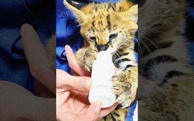 A motorcyclist found a lonely serval kitten by the roadside and then …