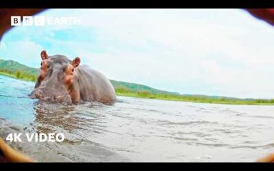 Spy Hippo Goes Where Few Others Dare to Go | 4K UHD | Spy In The Wild | BBC Earth