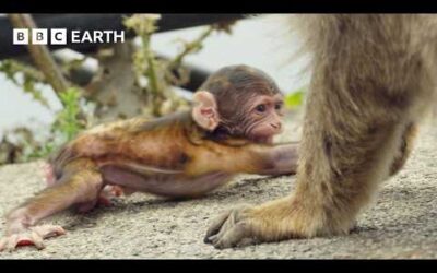 Primate Politics: How Macaques Use Babies to Fix Broken Friendships | BBC Earth