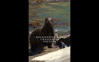 Who doesn’t love a rockhopping legend? 💪 #SecretsOfThePenguins #ourHOME