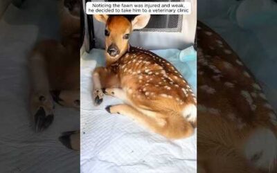 A farmer rescued a fawn while mowing the field and then…