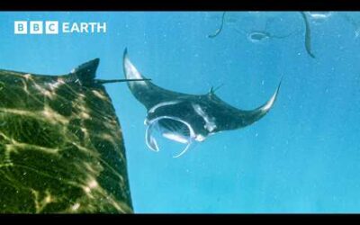Soothing Underwater Sounds of Indian Ocean | Animal ASMR | BBC Earth