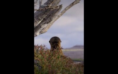 Looking to make some friends? #SeaLionsOfTheGalapagos #ourHOME