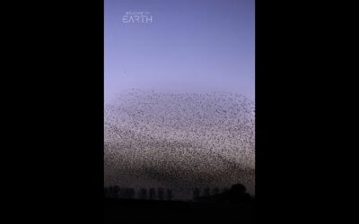 A murmuration masterpiece 🤩 #WelcomeToEarth #ourHOME