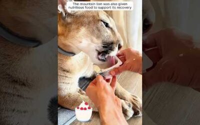A mountain lion asked humans for help and then this happened