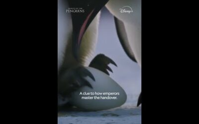 Penguins practice the egg handover—or should we say, footover #ourHOME #SecretsOfThePenguins