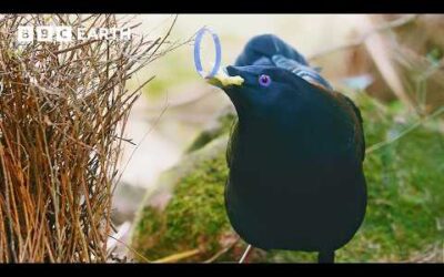 Cheeky Bird Steals To Impress | 4K UHD | BBC Earth