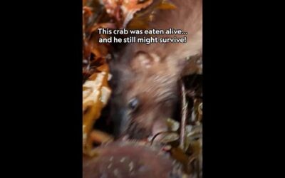 This crab brings a whole new meaning to the phrase “walk it off” 🦀 #AlaskasDeadliest