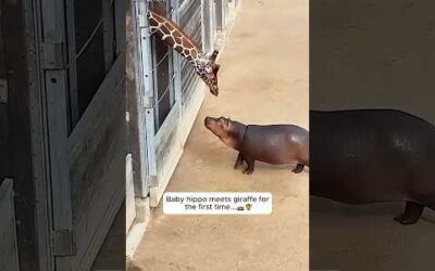 Animals teach us love ❤️
