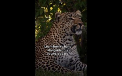 Playing isn’t all fun and games when you’re a leopard 🐆 #JadeEyedLeopard
