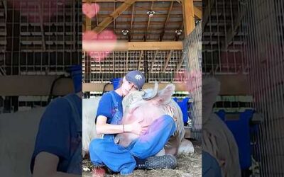 When Animals Love You