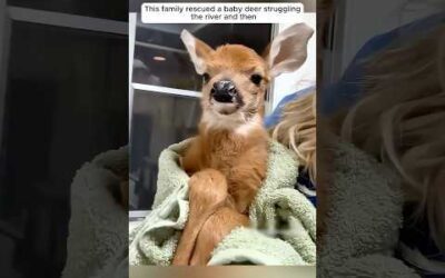 This family rescued a baby deer struggling the river and then
