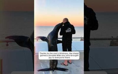 A kind man helped a lost baby sea lion back to the sea and then …