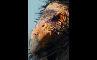 We love seeing more condors in the sky! #AmericasNationalParks
