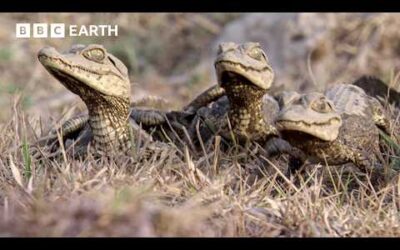Baby Caimans Face Exhausting “Marathon” To Find Safety| BBC Earth