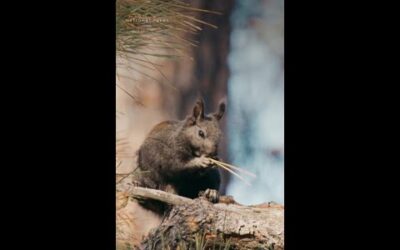 These squirrels can only be found in Grand Canyon’s North Rim 🐿️ #AmericasNationalParks
