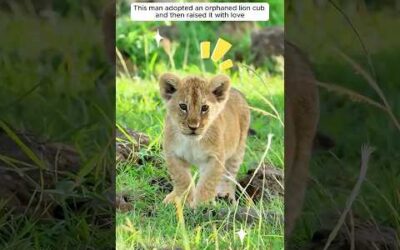 This man adopted an orphaned lion cub and then raised it with love