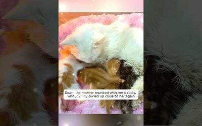 Kittens cried out begging someone to save their mother and then …
