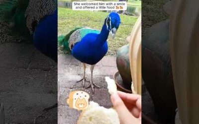 A woman rescued a peacock trapped in the fence and then …