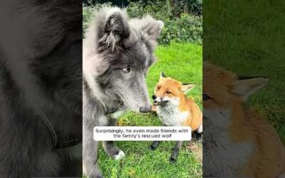 A kind family rescued a fox tangled in a wire fence and then…