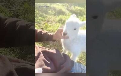 Animals are so amazing!