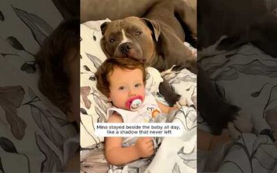 Depressed dog finds love again and becomes baby’s guardian