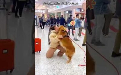 Touching reunions between animals and their beloved humans