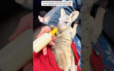 A woman rescued a lost baby kangaroo and raised it with love